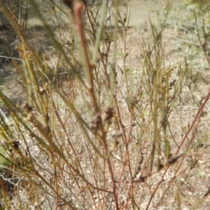 Indigofera adesmiifolia at Deakin, ACT - 4 Sep 2016 10:53 AM