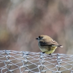 Aphelocephala leucopsis (Southern Whiteface) at Gungahlin, ACT - 4 Sep 2016 by CedricBear