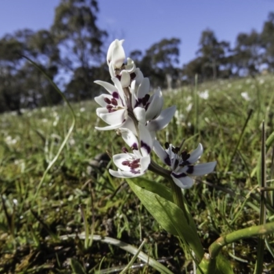 Wurmbea dioica subsp. dioica (Early Nancy) at Sutton, NSW - 4 Sep 2016 by CedricBear