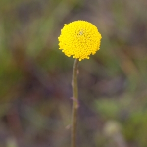 Craspedia sp. at Murrumbateman, NSW - 4 Sep 2016