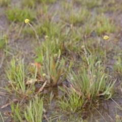 Craspedia sp. at Murrumbateman, NSW - 4 Sep 2016