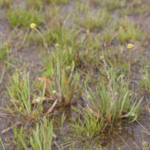 Craspedia sp. at Murrumbateman, NSW - 4 Sep 2016