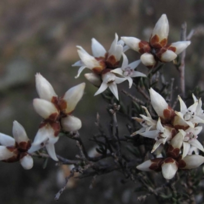 Cryptandra speciosa subsp. speciosa (Silky Cryptandra) at Belconnen, ACT - 29 Aug 2016 by pinnaCLE