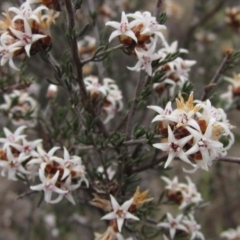 Cryptandra speciosa subsp. speciosa (Silky Cryptandra) at Belconnen, ACT - 29 Aug 2016 by pinnaCLE