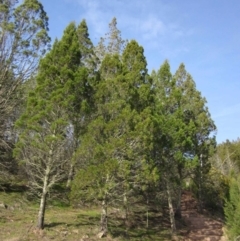 Callitris endlicheri (Black Cypress Pine) at Woodstock Nature Reserve - 29 Aug 2016 by pinnaCLE