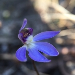 Cyanicula caerulea (Blue Fingers, Blue Fairies) at Canberra Central, ACT - 4 Sep 2016 by JasonC