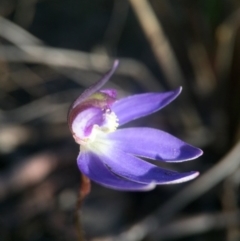 Cyanicula caerulea at Canberra Central, ACT - suppressed