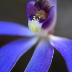 Cyanicula caerulea (Blue Fingers, Blue Fairies) at Canberra Central, ACT - 4 Sep 2016 by JasonC