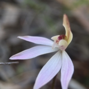 Caladenia fuscata at Canberra Central, ACT - suppressed