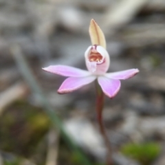 Caladenia fuscata at Canberra Central, ACT - suppressed