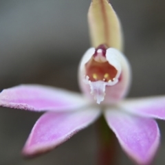 Caladenia fuscata at Canberra Central, ACT - suppressed