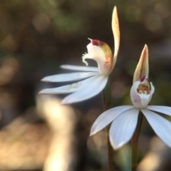 Caladenia fuscata (Dusky Fingers) at Canberra Central, ACT - 4 Sep 2016 by JasonC