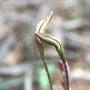 Caladenia fuscata at Canberra Central, ACT - suppressed