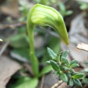 Pterostylis nutans at Canberra Central, ACT - 4 Sep 2016