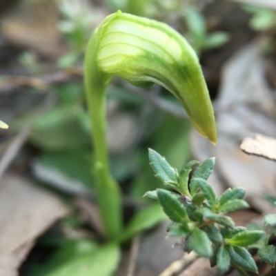 Pterostylis nutans (Nodding Greenhood) at Canberra Central, ACT - 4 Sep 2016 by JasonC