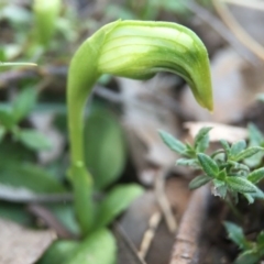 Pterostylis nutans at Canberra Central, ACT - 4 Sep 2016