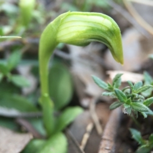 Pterostylis nutans at Canberra Central, ACT - suppressed