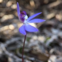 Cyanicula caerulea (Blue Fingers, Blue Fairies) at Canberra Central, ACT - 4 Sep 2016 by JasonC