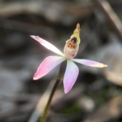 Caladenia fuscata (Dusky Fingers) at Canberra Central, ACT - 4 Sep 2016 by JasonC