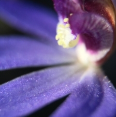 Cyanicula caerulea at Canberra Central, ACT - suppressed