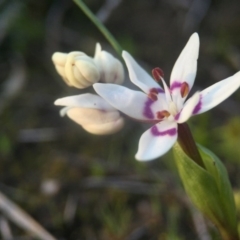 Wurmbea dioica subsp. dioica (Early Nancy) at Canberra Central, ACT - 4 Sep 2016 by JasonC