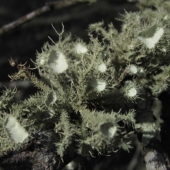 Usnea sp. (genus) (Bearded lichen) at Woodstock Nature Reserve - 29 Aug 2016 by pinnaCLE