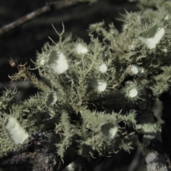 Usnea sp. (genus) (Bearded lichen) at Belconnen, ACT - 30 Aug 2016 by pinnaCLE