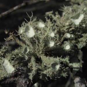 Usnea sp. (genus) at Belconnen, ACT - 30 Aug 2016 12:00 AM