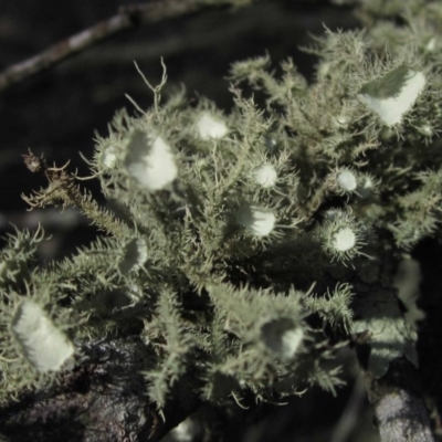 Usnea sp. (genus) (Bearded lichen) at Woodstock Nature Reserve - 29 Aug 2016 by pinnaCLE