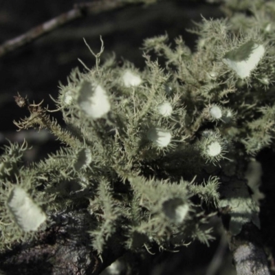 Usnea sp. (genus) (Bearded lichen) at Belconnen, ACT - 30 Aug 2016 by pinnaCLE