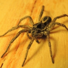 Venatrix sp. (genus) (Unidentified Venatrix wolf spider) at Conder, ACT - 30 Apr 2016 by michaelb