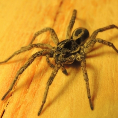 Venatrix sp. (genus) (Unidentified Venatrix wolf spider) at Conder, ACT - 1 May 2016 by MichaelBedingfield