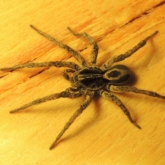 Venatrix sp. (genus) at Conder, ACT - 1 May 2016