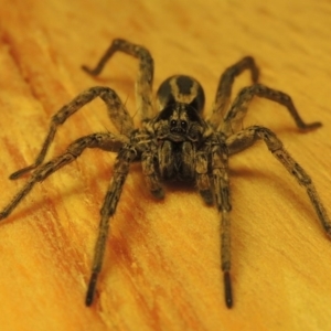 Venatrix sp. (genus) at Conder, ACT - 1 May 2016