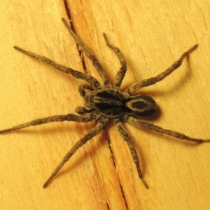 Venatrix sp. (genus) at Conder, ACT - 1 May 2016