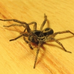 Venatrix sp. (genus) at Conder, ACT - 1 May 2016