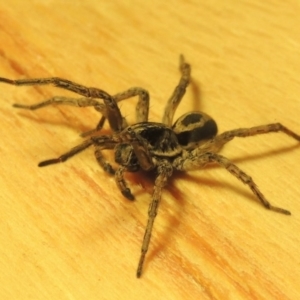 Venatrix sp. (genus) at Conder, ACT - 1 May 2016