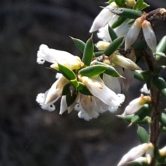 Leucopogon fletcheri subsp. brevisepalus (Twin Flower Beard-Heath) at Isaacs Ridge - 4 Sep 2016 by Mike