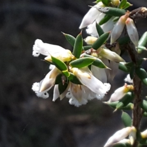 Styphelia fletcheri subsp. brevisepala at Isaacs Ridge - 4 Sep 2016 11:35 AM