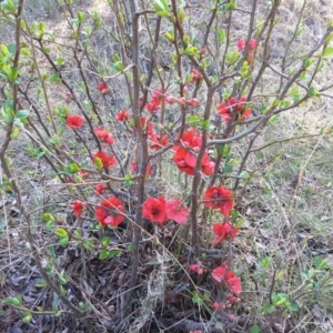 Chaenomeles speciosa at Jerrabomberra, ACT - 4 Sep 2016 11:47 AM