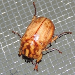 Cyclocephala signaticollis (Argentinian scarab) at Pollinator-friendly garden Conder - 8 Dec 2015 by michaelb