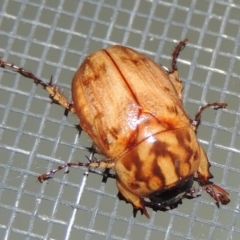 Cyclocephala signaticollis at Conder, ACT - 8 Dec 2015 10:21 PM