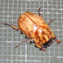 Cyclocephala signaticollis at Conder, ACT - 8 Dec 2015 10:21 PM