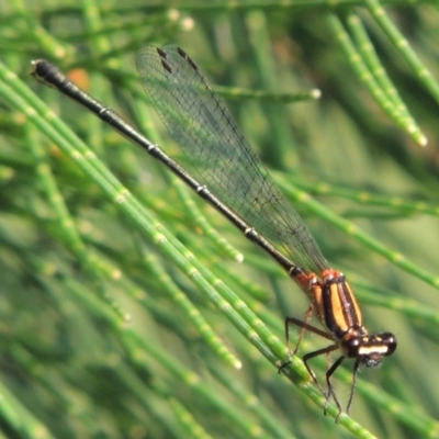 Nososticta solida (Orange Threadtail) at Greenway, ACT - 19 Dec 2015 by michaelb