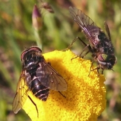 Dasybasis sp. (genus) (A march fly) at Hall, ACT - 8 Oct 2014 by EmmaCook