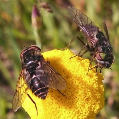 Dasybasis sp. (genus) (A march fly) at Hall, ACT - 8 Oct 2014 by EmmaCook