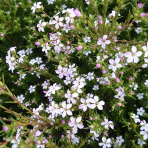 Leptospermum scoparium at Acton, ACT - 2 Sep 2016