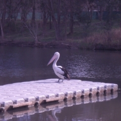 Pelecanus conspicillatus (Australian Pelican) at Sullivans Creek, Acton - 10 Jul 2013 by TimYiu