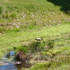 Threskiornis molucca (Australian White Ibis) at Sullivans Creek, Acton - 20 Oct 2015 by TimYiu