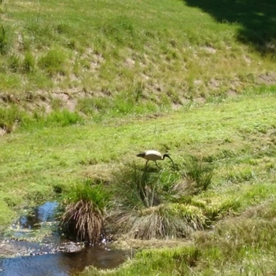 Threskiornis molucca (Australian White Ibis) at Australian National University - 20 Oct 2015 by TimYiu